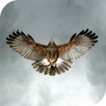 eagle live wallpaper android application logo